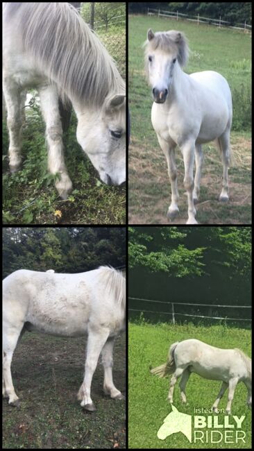 Islandpferd sehr Kinderlieb, Oberaigner , Horses For Sale, Weiten, Image 6