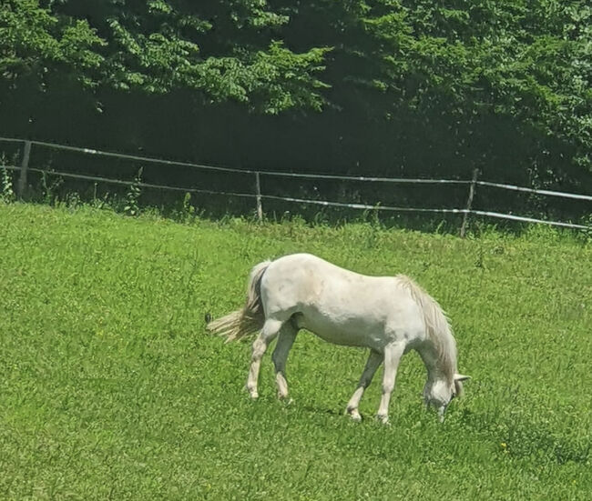 Islandpferd sehr Kinderlieb, Oberaigner , Horses For Sale, Weiten, Image 4