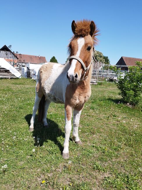 Isländer Hengst, Wanda, Horses For Sale, Wittstock/Dosse, Image 5