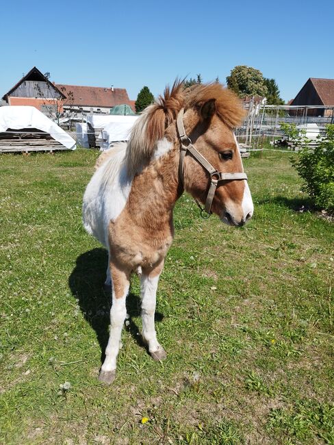 Isländer Hengst, Wanda, Horses For Sale, Wittstock/Dosse, Image 6