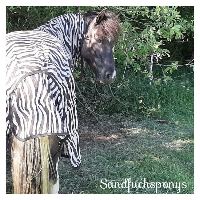 Isländer, Islandpferd, Sandfuchs, Horses For Sale, Hörup