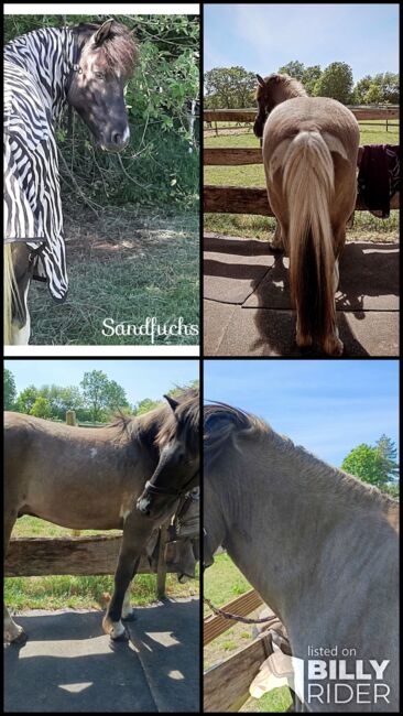 Isländer, Islandpferd, Sandfuchs, Horses For Sale, Hörup, Image 6