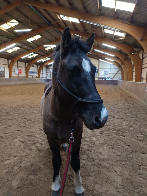 Isländer, Islandpferd, Sandfuchs, Horses For Sale, Hörup, Image 2