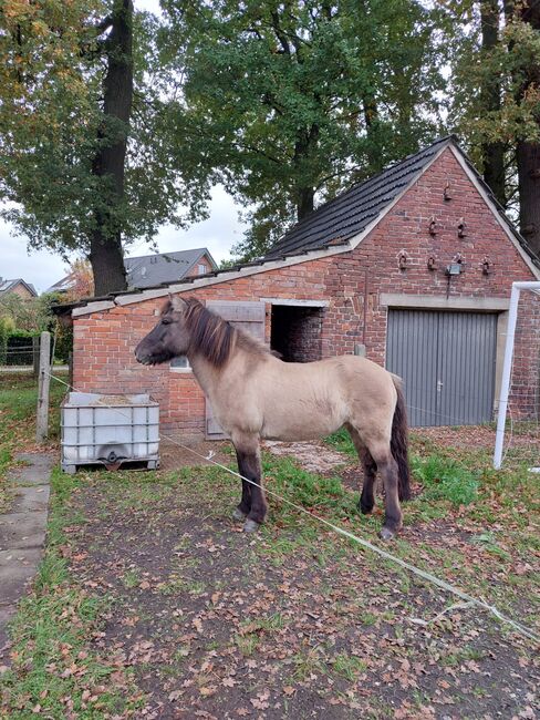 Isländer, Islandpferd, Claudia Grunden , Horses For Sale, Schermbeck, Image 3