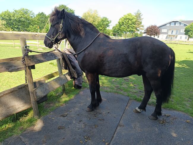 Isländer, Islandpferd Wallach 140Stkm, Sandfuchs, Horses For Sale, Hörup, Image 5