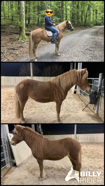Isländerpfed, Martina Angermeier, Horses For Sale, Weissach, Image 4