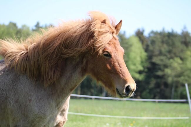 Isländer Jährling mit Top Abstammung / Farbwechsler, Pferdevermittlung Leus (Pferdevermittlung Leus ), Horses For Sale, Soltau, Image 3