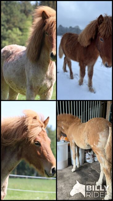 Isländer Jährling mit Top Abstammung / Farbwechsler, Pferdevermittlung Leus (Pferdevermittlung Leus ), Horses For Sale, Soltau, Image 7