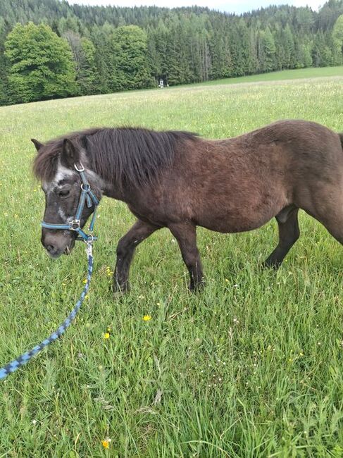 Isländer-Shettymix sucht guten Platz, Rita, Horses For Sale, Mariazell