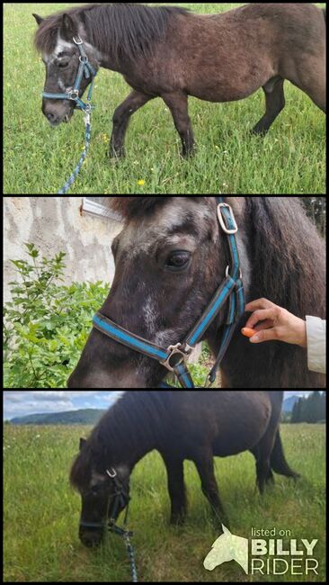 Isländer-Shettymix sucht guten Platz, Rita, Horses For Sale, Mariazell, Image 4