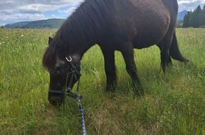 Isländer-Shettymix sucht guten Platz, Rita, Horses For Sale, Mariazell, Image 2