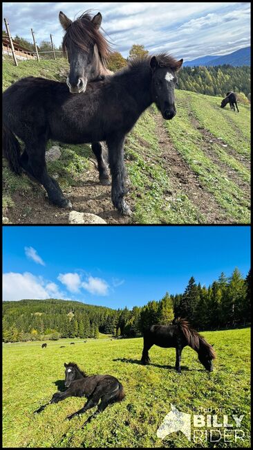 Islandhengstfohlen, Julia Pausch Pausch, Horses For Sale, Mariapfarr, Image 3