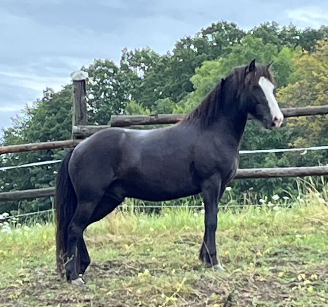 Islandwallach, Isländer 8 Jahre, Eveline , Horses For Sale, Kleinzell, Image 4