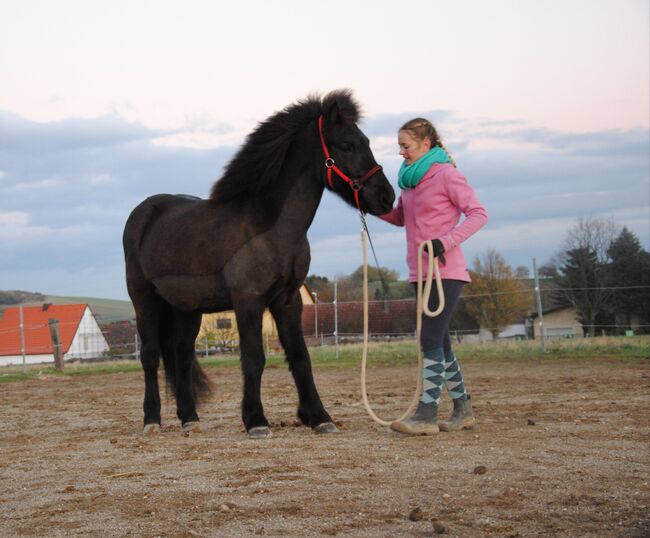 Isländer Wallach Notfall, Mia, Horses For Sale, Wien, Image 2