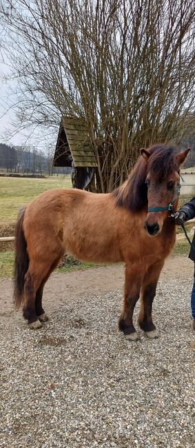 Isländerwallach Braunfalbe, Andreas L., Horses For Sale, Tillmitsch Rechts der Laßnitz