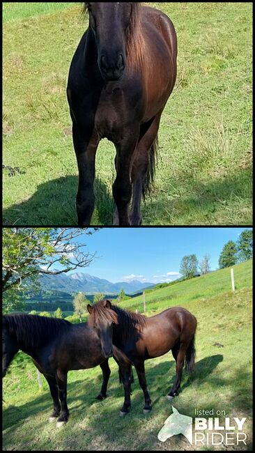 Isländer Wallach, SG, Horses For Sale, Irdning, Image 3