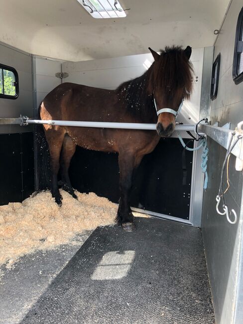 Islandpferde Wallach, Marlene von dem Bussche, Horses For Sale, Kaufungen, Image 3