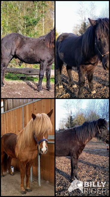 Isländer Wallach Farbwechsler, Martina , Horses For Sale, Franzenheim, Image 7