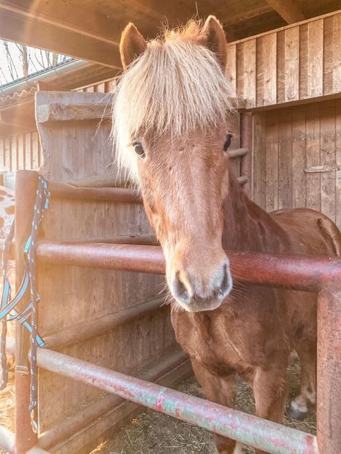 Isländer Wallach zu verkaufen, Chiara Ogris , Horses For Sale, St Kanzian , Image 3