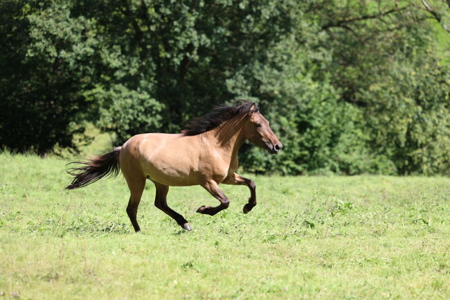 Islandstute Braunfalbe, Annika, Horses For Sale, Fürth, Image 8