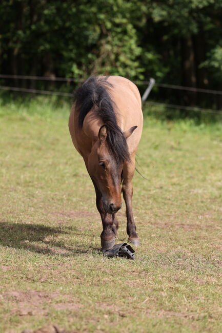 Islandstute Braunfalbe, Annika, Horses For Sale, Fürth, Image 4