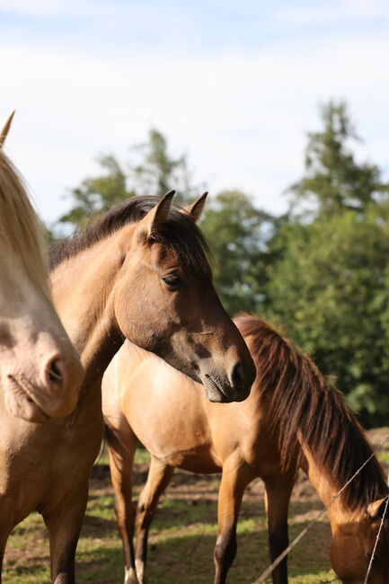 Islandstute Braunfalbe, Annika, Horses For Sale, Fürth, Image 6