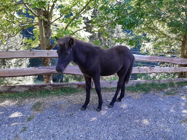 Isländer Stutfohlen, Islandpferdehof Zehrer, Horses For Sale, Flattach