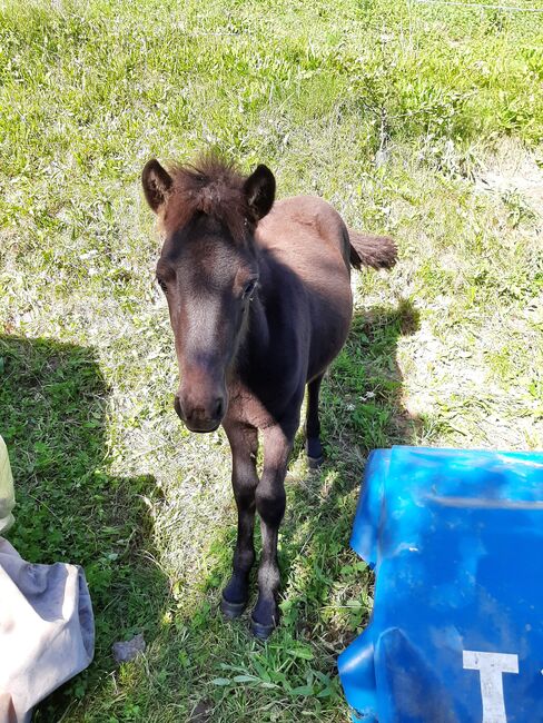 Isländer Stutfohlen, Islandpferdehof Zehrer, Horses For Sale, Flattach, Image 4