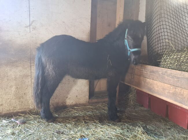 Islandstute, Silvia, Horses For Sale, Bad Heilbrunn