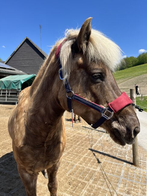 Island Stute, Elke Rinke , Horses For Sale, Finnentrop, Image 3