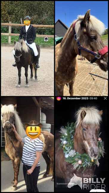 Island Stute, Elke Rinke , Horses For Sale, Finnentrop, Image 6
