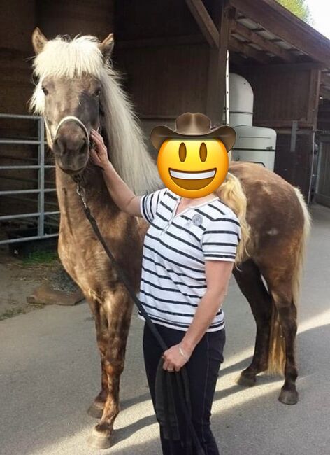 Island Stute, Elke Rinke , Horses For Sale, Finnentrop, Image 5