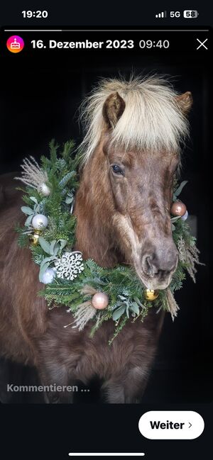 Island Stute, Elke Rinke , Horses For Sale, Finnentrop, Image 4