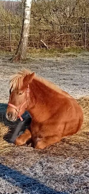 Isländer Stute, Weber, Horses For Sale, Lachendorf , Image 2