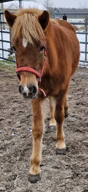 Isländer Stute, Weber, Horses For Sale, Lachendorf , Image 9