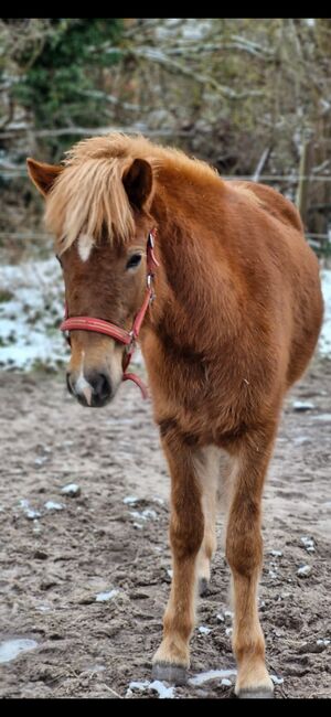 Isländer Stute, Weber, Horses For Sale, Lachendorf , Image 5