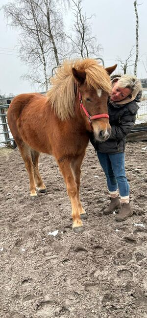 Isländer Stute, Weber, Horses For Sale, Lachendorf , Image 3