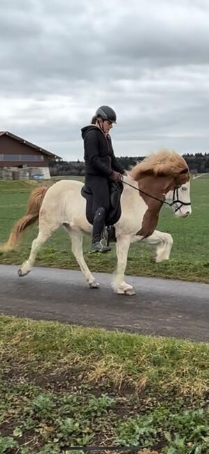 Islandstute mit potenzial, Lea Esslinger, Horses For Sale, Rottweil