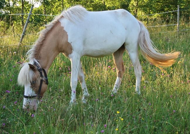 Isländer Jungstute in Braunfalb-Windfarb-Schecke günstig, Genesis, Horses For Sale, Saarland, Image 3