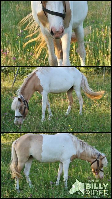 Isländer Jungstute in Braunfalb-Windfarb-Schecke günstig, Genesis, Horses For Sale, Saarland, Image 4