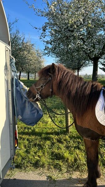 Isländer „Leiknir“ sucht seinen Herzensmenschen!, Melanie Eugster, Horses For Sale, Bischofszell, Image 3