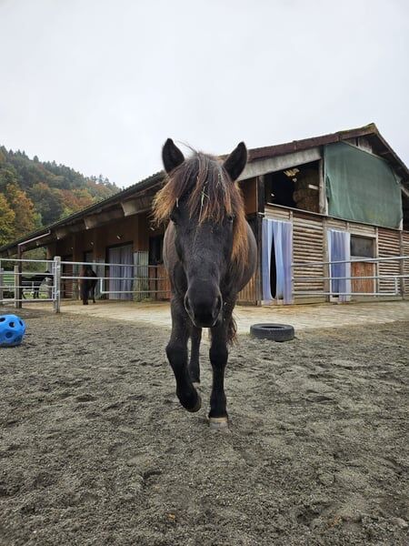 Isländer „Leiknir“ sucht seinen Herzensmenschen!, Melanie Eugster, Horses For Sale, Bischofszell, Image 2