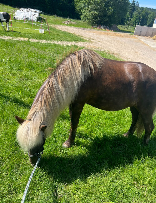 Island Pferd, Gabi. , Pferd kaufen, Nidda, Abbildung 4