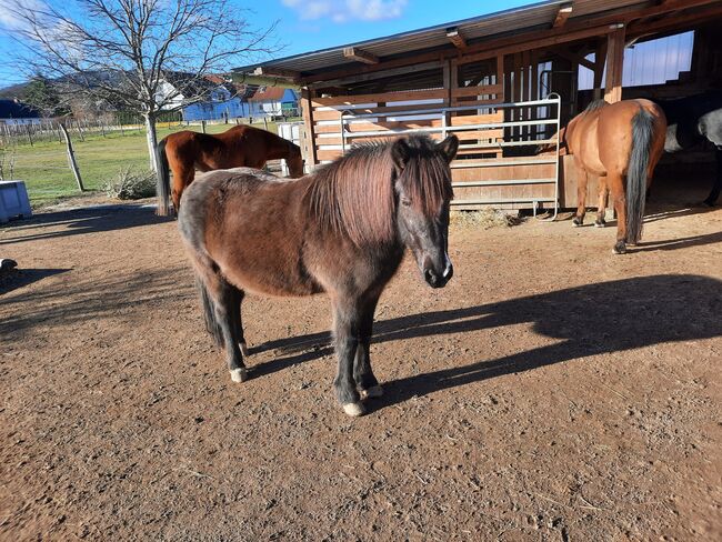 Island Pony, Alfred Pasrucker, Pferd kaufen, Furth