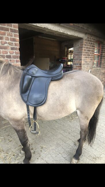 Islandsattel Eques x, Eques X, Nina Engel, Icelandic Saddle, Düsseldorf 