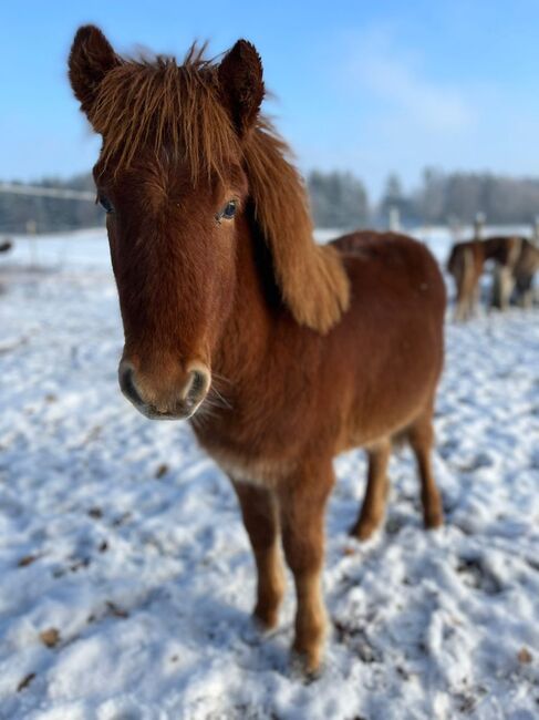 Isländer mit Farbwechlerjacke sucht Familie fürs Leben, Pferdevermittlung Leus (Pferdevermittlung Leus ), Konie na sprzedaż, Soltau, Image 2