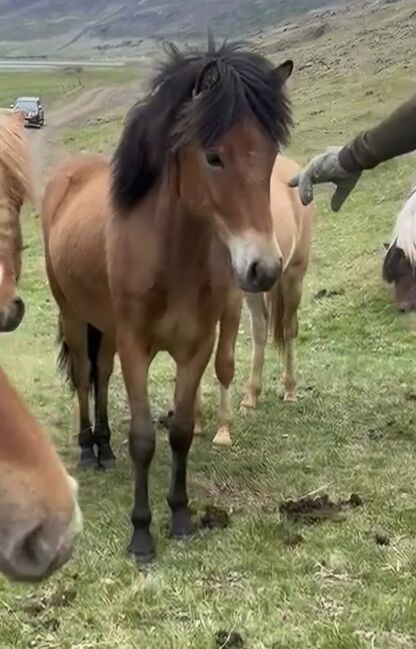 Islandpferd Isländer, Freguja , Pferd kaufen, Aachen, Abbildung 3