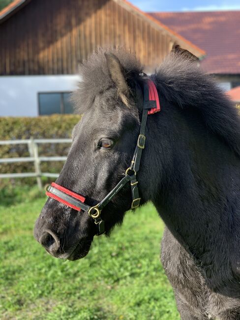 Islandpferd Isländer Wallach, Mia Nele Weiß, Horses For Sale, Leutkirch , Image 5