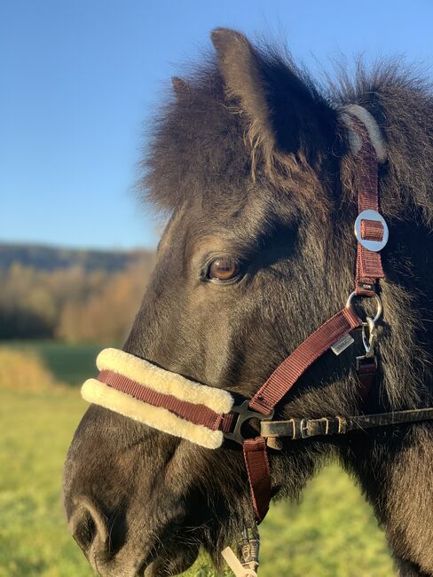 Islandpferd Isländer Wallach, Mia Nele Weiß, Horses For Sale, Leutkirch , Image 2