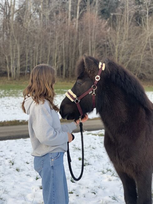 Islandpferd Isländer Wallach, Mia Nele Weiß, Horses For Sale, Leutkirch , Image 3